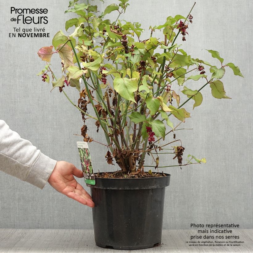 Ejemplar de Leycesteria formosa Purple Rain - Madreselva del Himalaya Maceta 7,5L/10L entregado en otoño