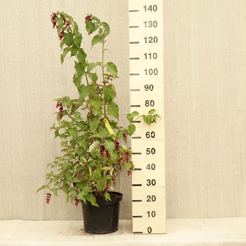 Ejemplar de Leycesteria formosa Purple Rain - Madreselva del Himalaya Maceta 7,5L/10L entregado en verano