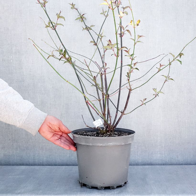 Leycesteria formosa Purple Rain - Madreselva del Himalaya Maceta 7,5L/10L Ejemplar entregado en la primavera