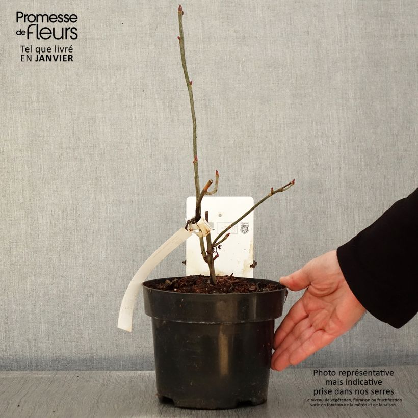 Davidia involucrata var. vilmoriniana Maceta 3L/4L Ejemplar entregado en invierno