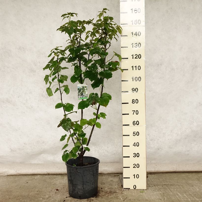 Ejemplar de Davidia involucrata var. vilmoriniana Maceta 18L/20L entregado en verano
