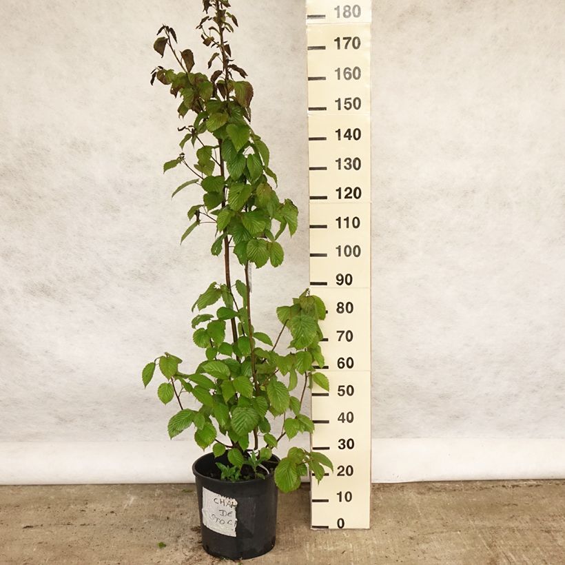 Davidia involucrata var. vilmoriniana Maceta 18L/20L Ejemplar entregado en la primavera