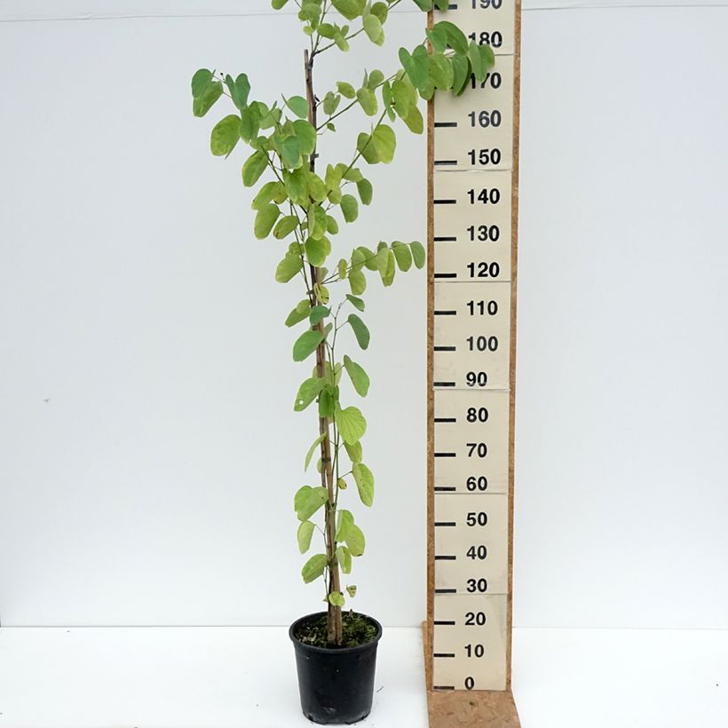 Ejemplar de Árbol orquídea - Bauhinia purpurea Maceta 7,5L/10L entregado en otoño