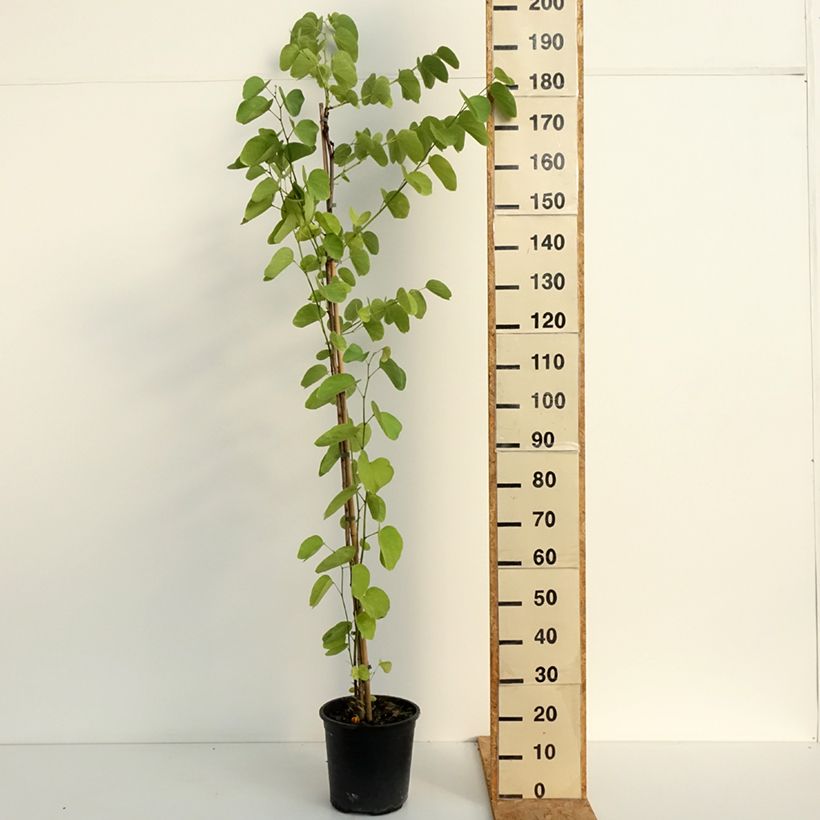 Ejemplar de Árbol orquídea - Bauhinia purpurea Maceta 7,5L/10L entregado en verano