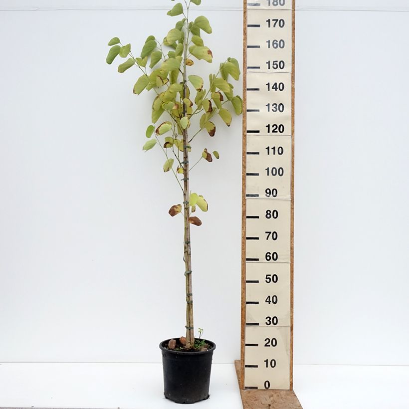 Árbol orquídea - Bauhinia purpurea Maceta 7,5L/10L Ejemplar entregado en invierno