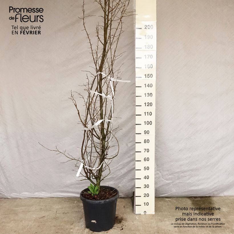 Parrotia persica - Árbol de hierro Maceta 30L/35L Ejemplar entregado en invierno