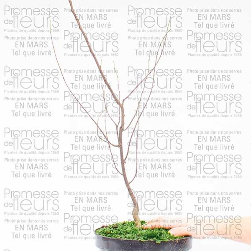Ejemplo de ejemplar de Redbud del este Silver Lining - Cercis canadensis Maceta 7,5L/10L tal y como se entrega