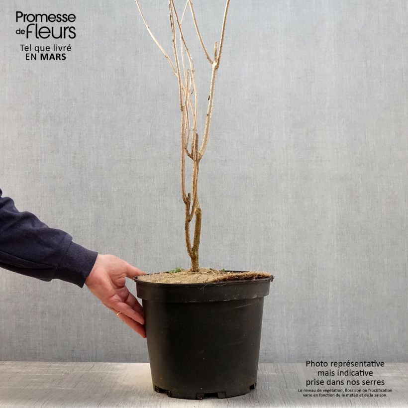 Clerodendrum trichotomum - Arbol del destino Maceta 7,5L/10L Ejemplar entregado en la primavera