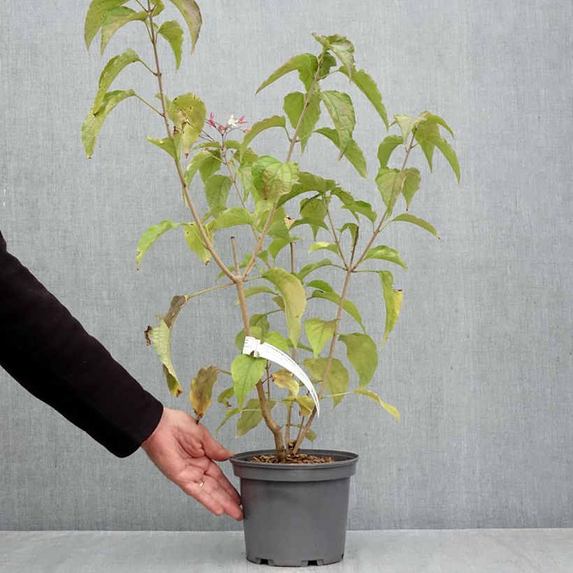 Ejemplar de Clerodendrum trichotomum - Arbol del destino Maceta 3L/4L entregado en otoño