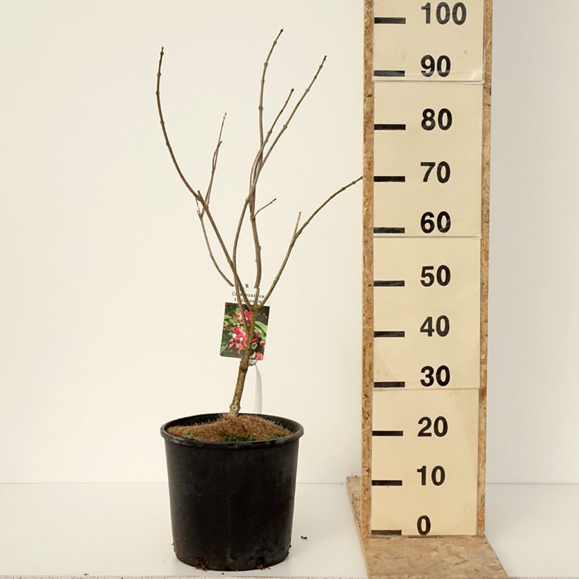 Clerodendrum trichotomum - Arbol del destino Maceta 7,5L/10L Ejemplar entregado en invierno