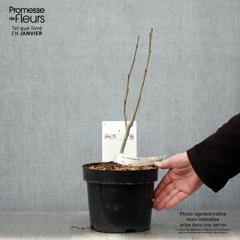 Acacia de Constantinopla Rouge de Tuilière - Albizia Maceta 3L/4L Ejemplar entregado en invierno