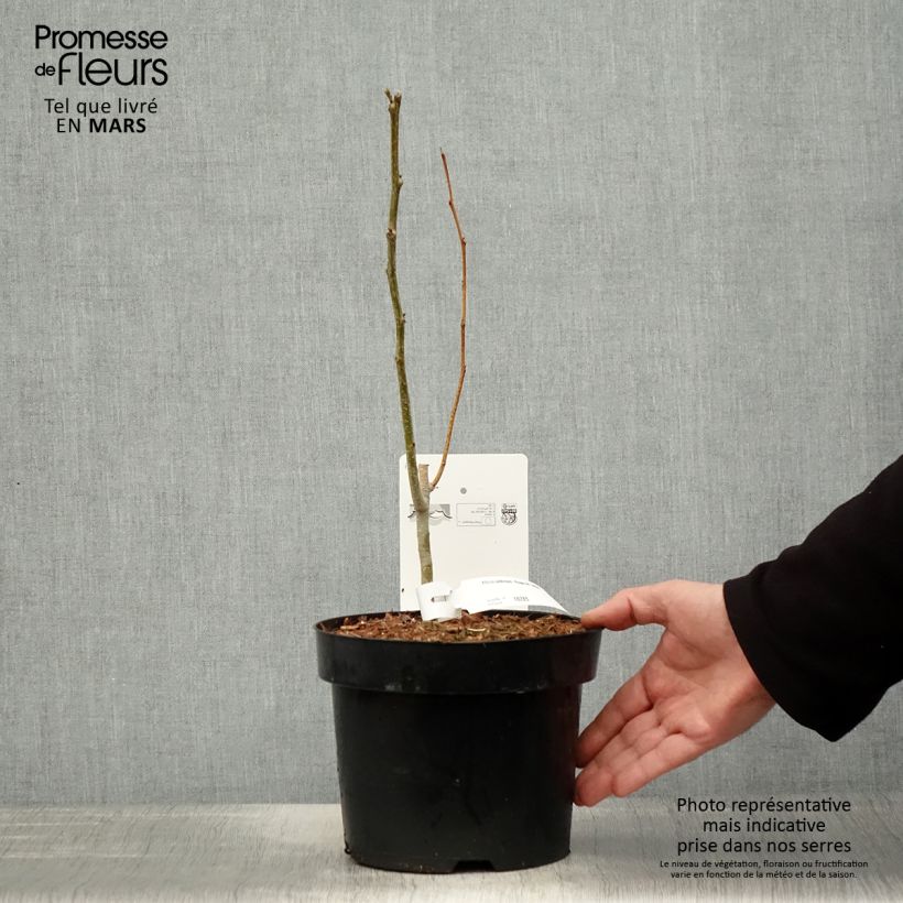 Acacia de Constantinopla Rouge de Tuilière - Albizia Maceta 3L/4L Ejemplar entregado en la primavera