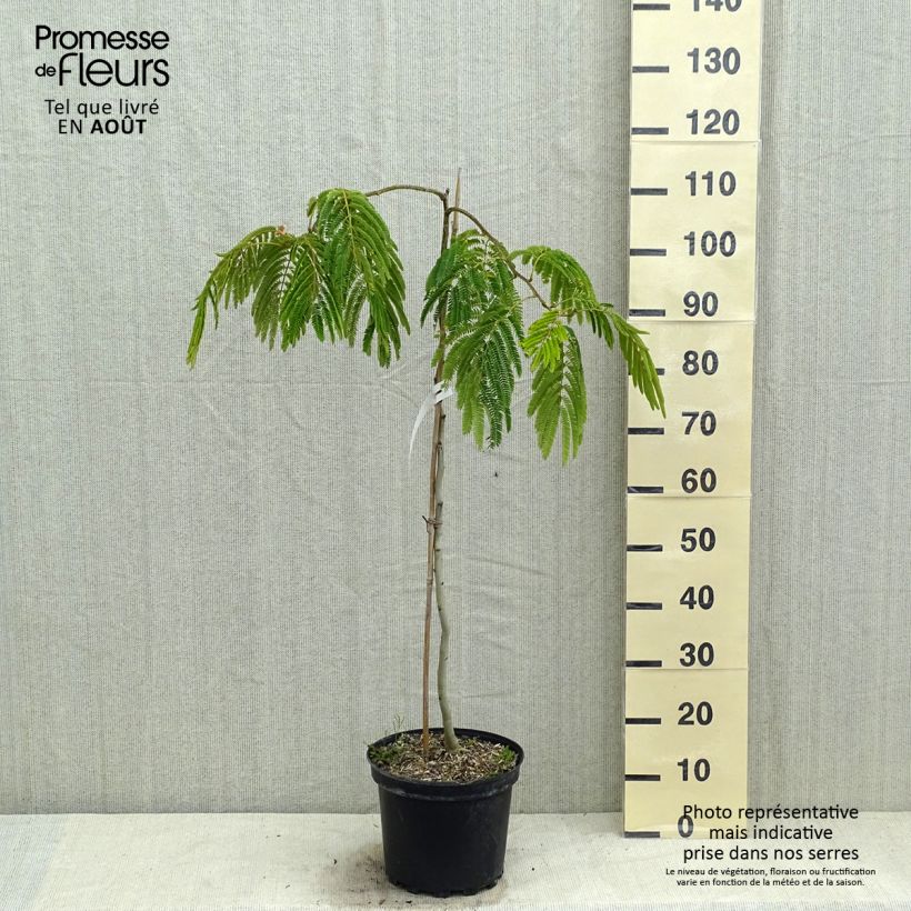 Ejemplar de Acacia de Constantinopla Shidare - Albizia Maceta 7,5L/10L entregado en verano