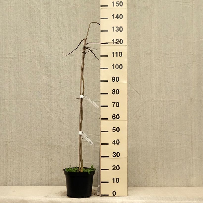 Acacia de Constantinopla Shidare - Albizia Maceta 7,5L/10L Ejemplar entregado en la primavera