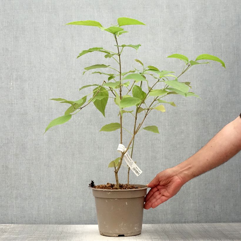 Ejemplar de Clerodendrum trichotomum Fargesii - Arbol del destino Maceta 3L/4L entregado en verano