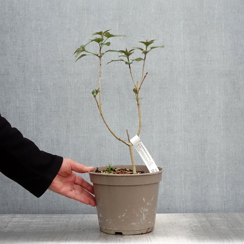 Clerodendrum trichotomum Fargesii - Arbol del destino Maceta 3L/4L Ejemplar entregado en la primavera