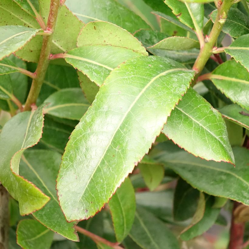 Madroño - Arbutus unedo (Follaje)