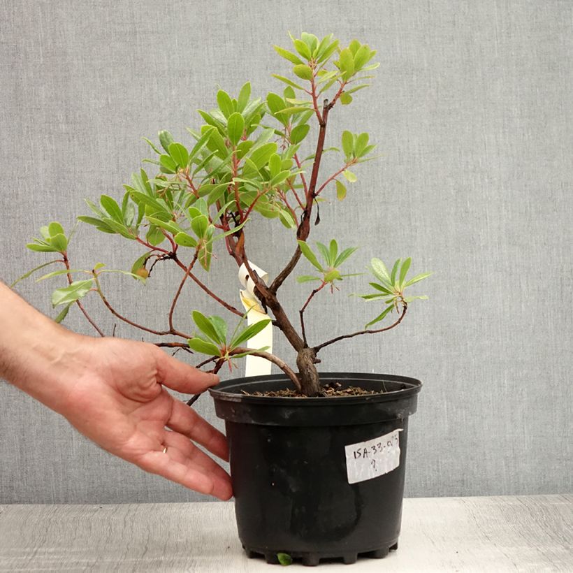 Ejemplar de Madroño - Arbutus unedo Maceta 2L/3L entregado en verano