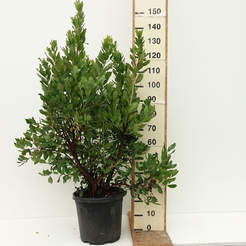 Ejemplar de Madroño - Arbutus unedo Maceta 18L/20L entregado en verano
