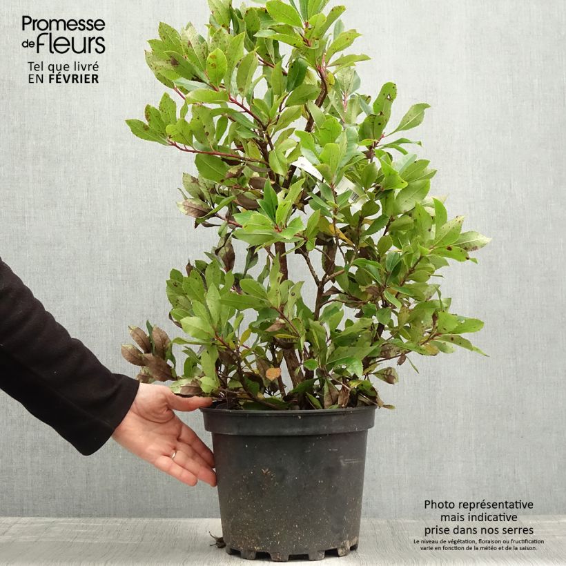 Madroño - Arbutus unedo Compacta Maceta 7,5L/10L Ejemplar entregado en invierno