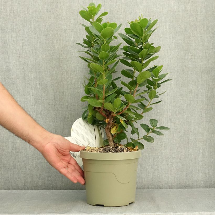Ejemplar de Arbutus unedo Peace and Love - Madroño Maceta 2L/3L entregado en verano