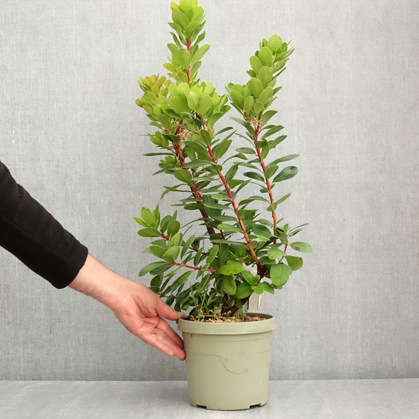 Ejemplar de Arbutus unedo Peace and Love - Madroño Maceta 3L/4L entregado en otoño