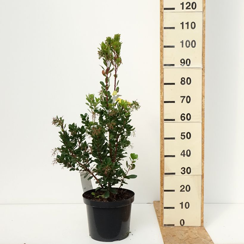 Ejemplar de Madroño - Arbutus unedo Rubra Maceta 7,5L/10L entregado en otoño