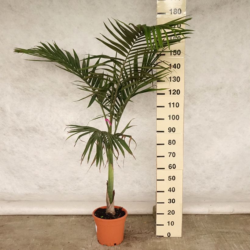 Ejemplar de Palma alejandra - Archontophoenix alexandrae Maceta 7,5L/10L entregado en verano
