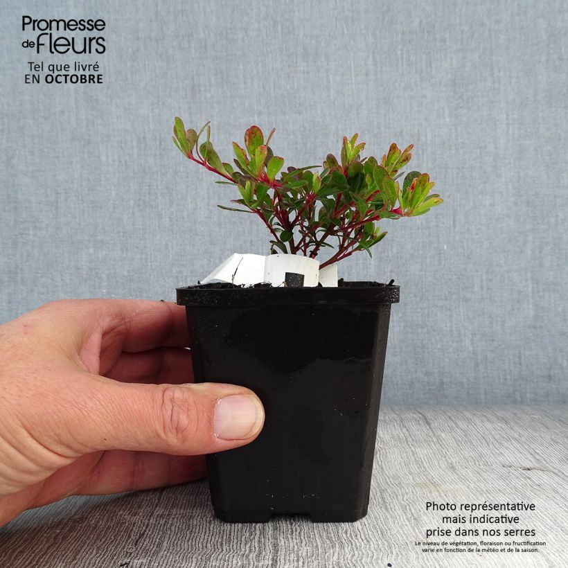 Ejemplar de Arctostaphylos uva-ursi - Gayuba Maceta de 8/9 cm entregado en otoño