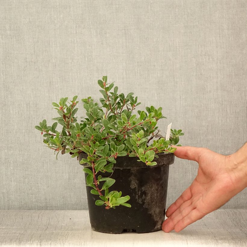 Ejemplar de Arctostaphylos uva-ursi - Gayuba Maceta 3L/4L entregado en verano