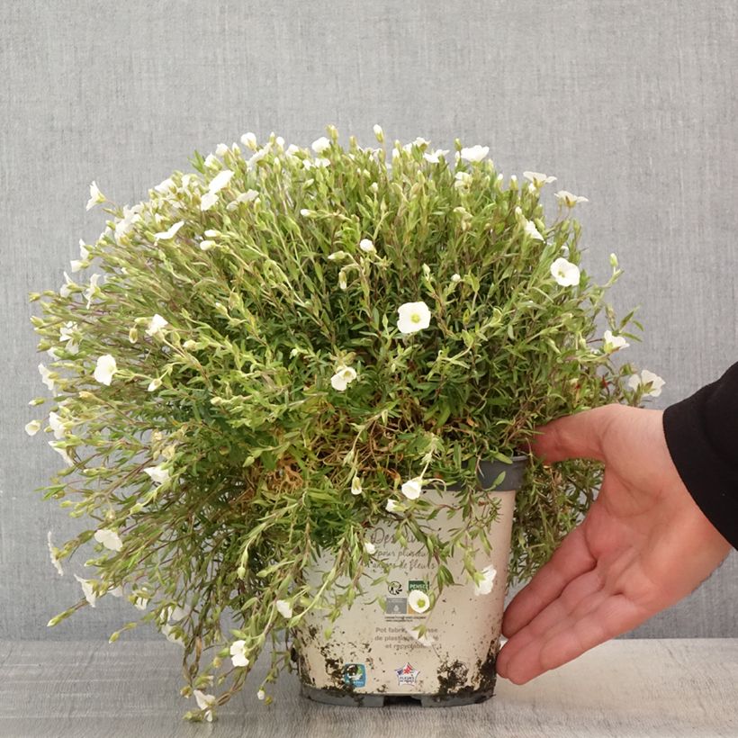 Arenaria montana Maceta 2L/3L Ejemplar entregado en la primavera