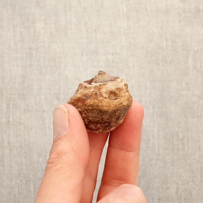 Arisaema dracontium Bulbo Ejemplar entregado en la primavera