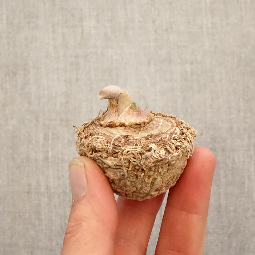 Arisaema sikokianum Bulbo Ejemplar entregado en la primavera