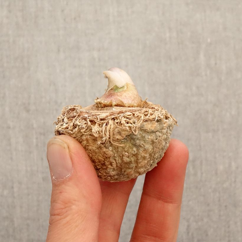 Arisaema tortuosum Bulbo Ejemplar entregado en la primavera