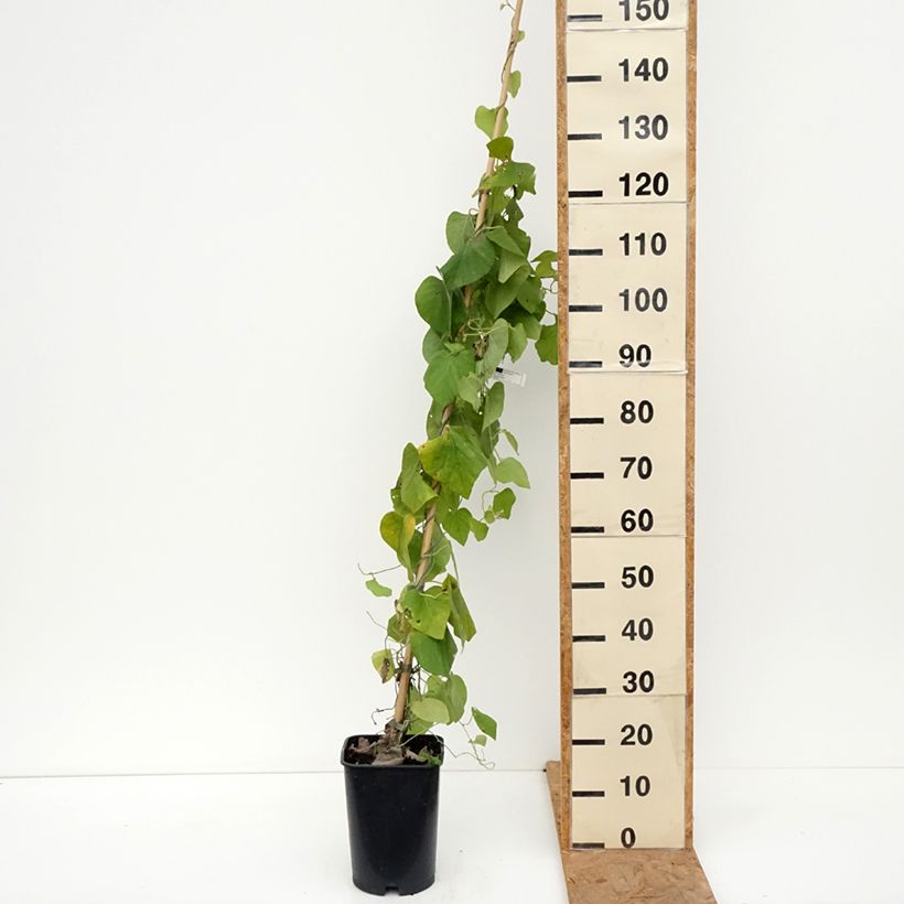 Ejemplar de Aristolochia macrophylla - Aristoloquia Maceta 6L/7L entregado en otoño