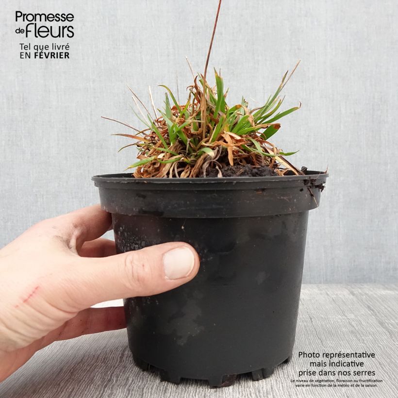 Armeria pseudarmeria Ballerina Lilac Maceta 2L/3L Ejemplar entregado en invierno