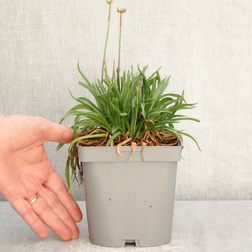 Armeria pseudarmeria Ballerina Lilac Maceta 2L/3L Ejemplar entregado en la primavera