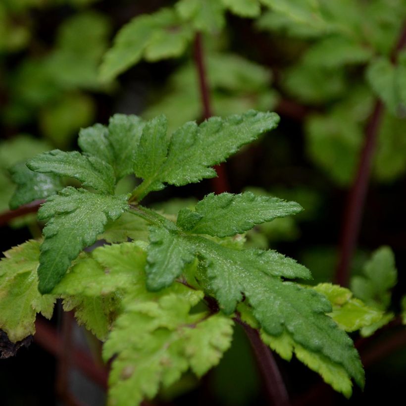 Artemisia lactiflora Guizhou (Follaje)