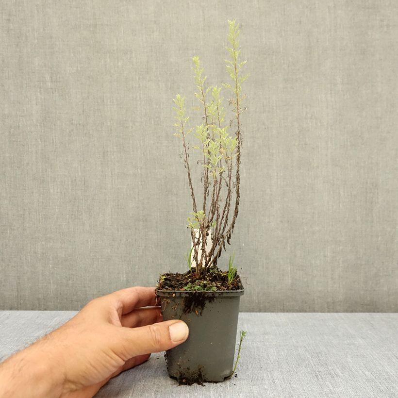 Ejemplar de Artemisia pontica Maceta de 8/9 cm entregado en verano