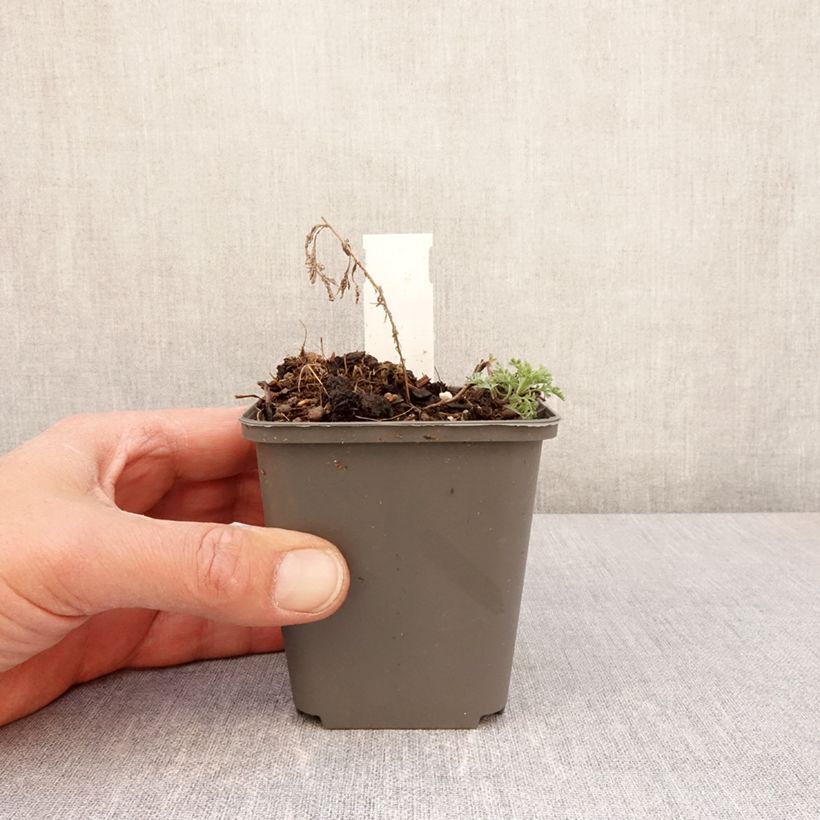 Artemisia pontica Maceta de 8/9 cm Ejemplar entregado en la primavera