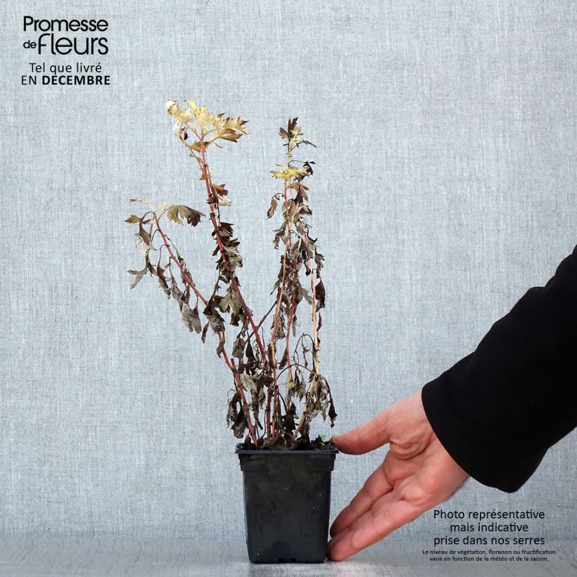 Artemisa BIO - Artemisia vulgaris Maceta de 7/8 cm Ejemplar entregado en invierno