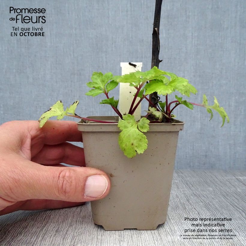 Ejemplar de Artemisia lactiflora Jim Russel Maceta de 8/9 cm entregado en otoño