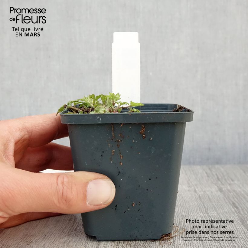 Artemisia lactiflora Jim Russel Maceta de 8/9 cm Ejemplar entregado en la primavera