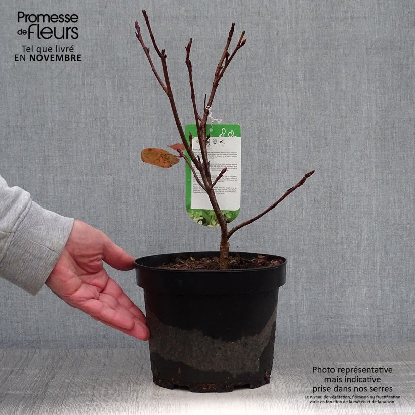 Ejemplar de Aronia Brilliant - Aronia arbutifolia Maceta 2L/3L entregado en otoño