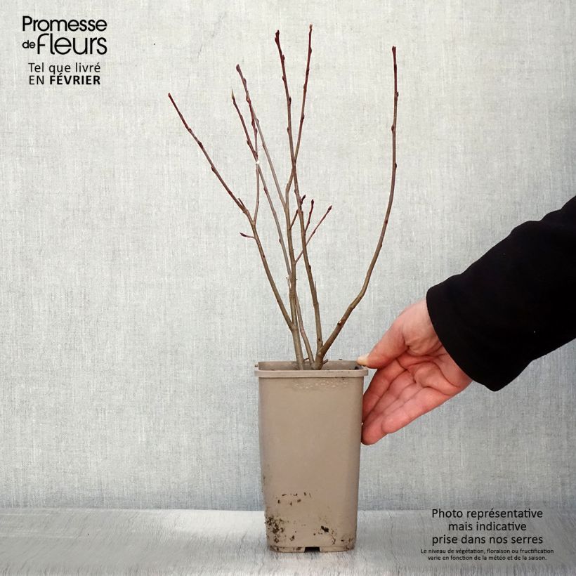 Chokeberry púrpura Lowberry Little Helpers - Aronia x prunifolia Maceta 1,5L/2L Ejemplar entregado en invierno