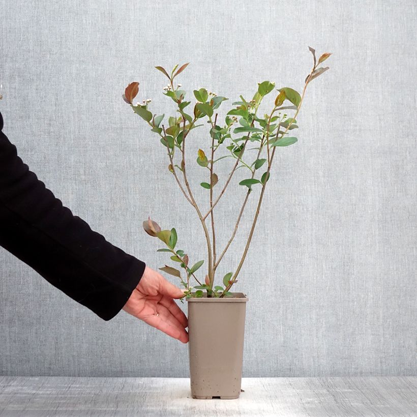 Chokeberry púrpura Lowberry Little Helpers - Aronia x prunifolia Maceta 1,5L/2L Ejemplar entregado en la primavera