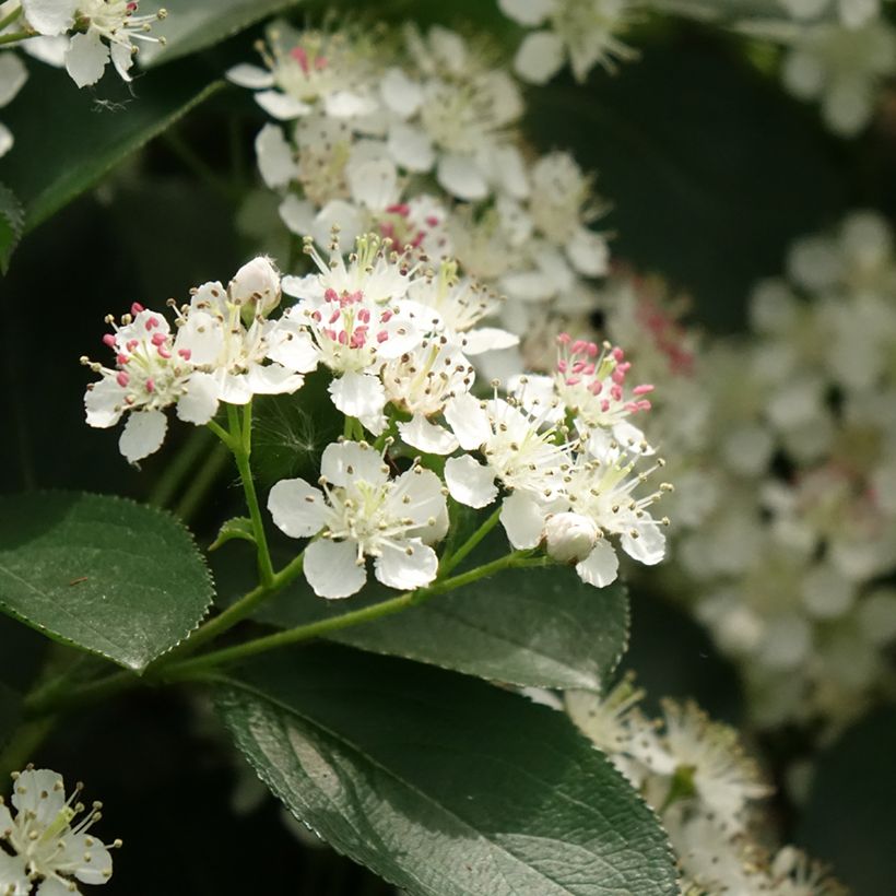 Chokeberry negro Autumn Magic - Aronia melanocarpa (Floración)