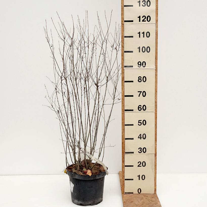 Ejemplar de Aronia melanocarpa Professor Ed Maceta 7,5L/10L entregado en otoño