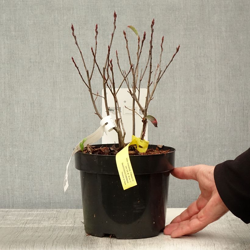 Ejemplar de Aronia melanocarpa Professor Ed Maceta 2L/3L entregado en otoño