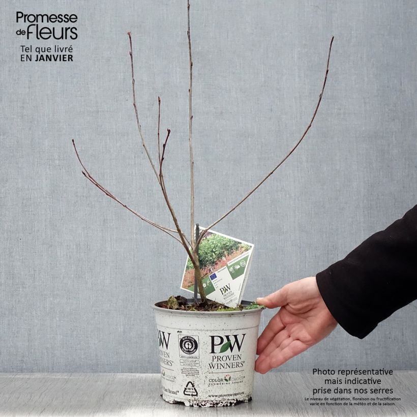 Chokeberry negro Revontuli Hedger - Aronia melanocarpa Maceta 3L/4L Ejemplar entregado en invierno